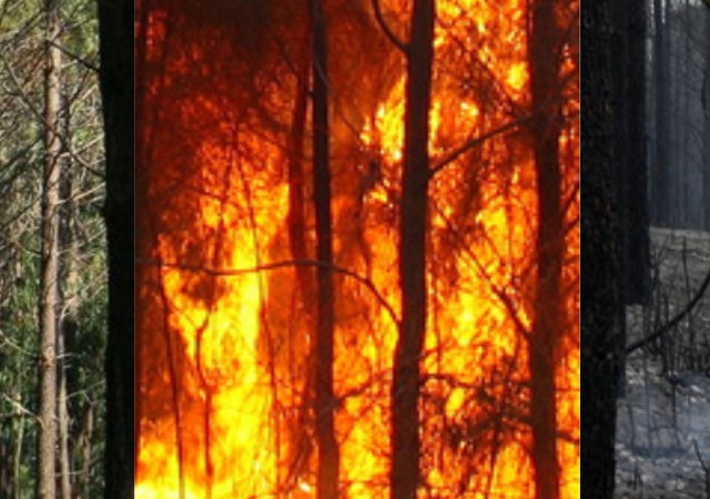 Cartaz preven  o fogos florestais  2  1 640 450