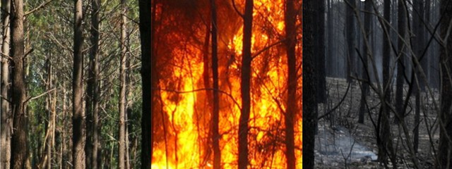 Cartaz preven o fogos florestais 2 1 640 2500